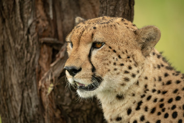 Close-up of male cheetah sitting beside trunk