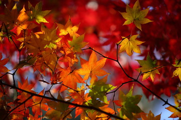 紅葉