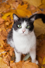 Naklejka na ściany i meble Green eyes black and white fur domestic cat in fallen leaves flat lay. Lucky pet in autumn nature.