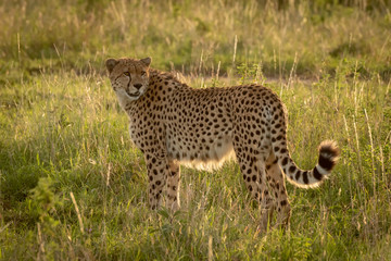 Close-up of male cheetah standing in grassland