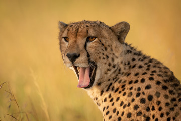 Close-up of male cheetah yawning with bokeh © Nick Dale