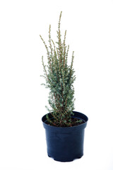 Potted tree on a white background
