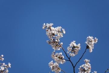 cherry blossom