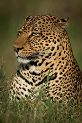 Fototapeta na wymiar Close-up of male leopard head facing left