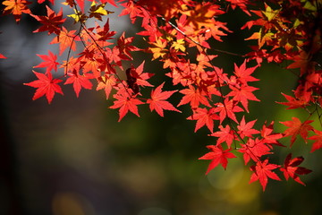 紅葉