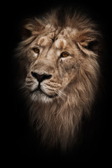 Fototapeta na wymiar Contrast photo of a maned (, hair) powerful male lion in night darkness with bright orange eyes, isolated on a black background