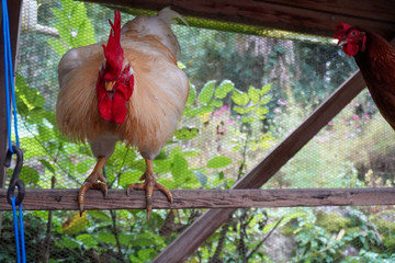 rooster on farm