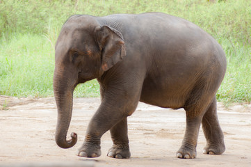 Asian elephants.