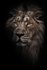 Obraz na płótnie Canvas Contrast photo of a maned (, hair) powerful male lion in night darkness with bright orange eyes, isolated on a black background