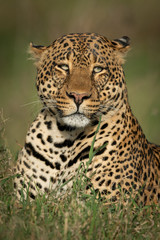 Close-up of male leopard with two catchlights