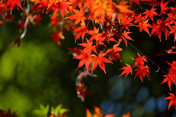 紅葉
