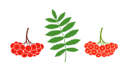 Rowan berries set. Isolated rowan on white background - obrazy, fototapety, plakaty