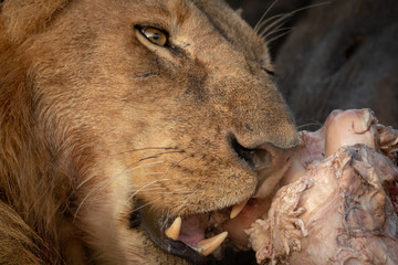 Close-up of male lion chewing buffalo leg