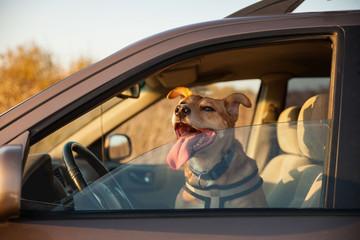 Happy ginger red mix breed dog smiling with his tongue hanging out, looking out of family car...