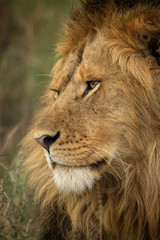 Close-up of male lion face facing left