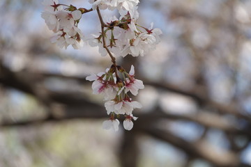 cherry blossom
