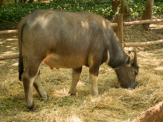 Buffalo eating rice straw in the farm