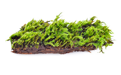 Green moss isolated on white bakground