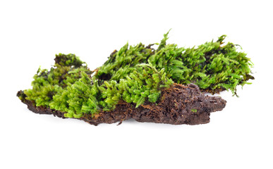 Green moss isolated on white bakground