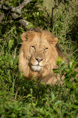 Naklejka na ściany i meble Close-up of male lion head in bushes