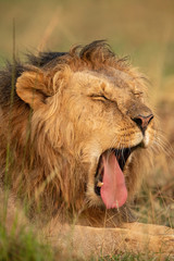 Obraz na płótnie Canvas Close-up of male lion in grass yawning