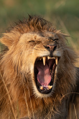 Close-up of male lion in grassland yawning