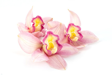 Obraz na płótnie Canvas Beautiful pink orchid on white background