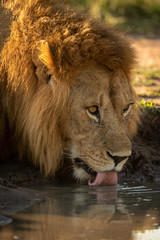 Close-up of male lion lapping up water