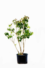 Potted tree on a white background