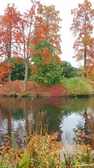 Autumn Colours at Kew Gardens, Lake Island Trees, Arboretum, Richmond, London, UK, Europe