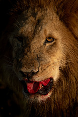 Close-up of male lion showing bloody tongue © Nick Dale
