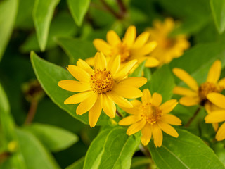 Small yellow creeping zinnia flowers, sanvitalia speciose