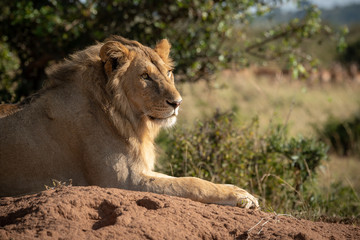 Close-up of male lion on termite mound