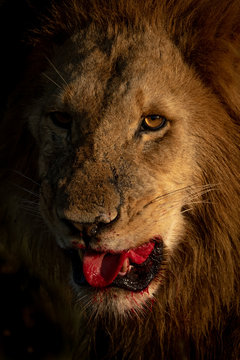 Close-up Of Male Lion Showing Bloody Tongue