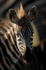 Fototapeta na wymiar Close-up of plains zebra foal eyeing camera