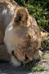 Close-up of sleeping lion face on paw