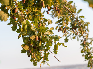 Sunset  view of a European oak branch with acorns and leaves in Samaria region in Benjamin...