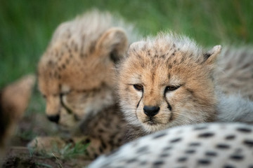 Close-up of two cubs lying with cheetah © Nick Dale