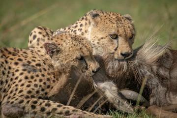 Close-up of two cheetah throttling blue wildebeest