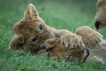 Close-up of two lion cubs fighting in grass