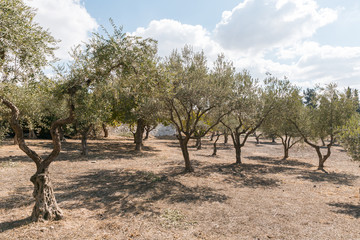 Oil trees grow outside the walls of the Monastery Carmel Pater Noster located on Mount Eleon -...
