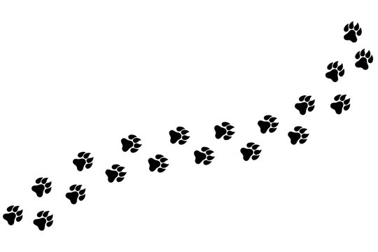 Footpath trail of animal. Dog or cat paws print vector isolated on white background. Trail footpath wildlife, footprint silhouette illustration
