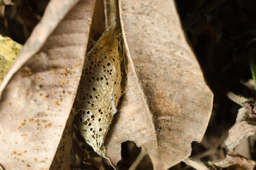 cocoon butterfly on dry leaf