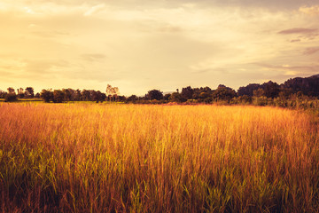 Fototapeta premium Vintage Field in Countryside