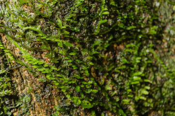 Small ferns on a wood