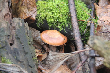 mushrooms in forest