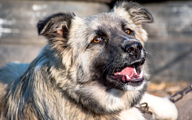 portrait of german shepherd