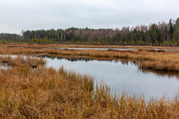 Late autumn in wetlands of Ugra National park, Russia