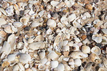 Many of shells types and any sizes on the beach.