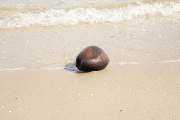 Fototapeta na wymiar Old coconut on sand beach Thailand.
